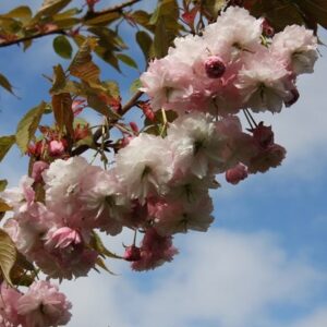 Prunus Hanagasa