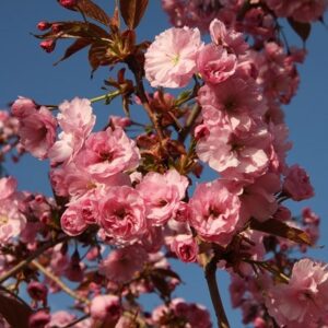 Prunus Hokusai