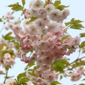 Prunus Ichiyo
