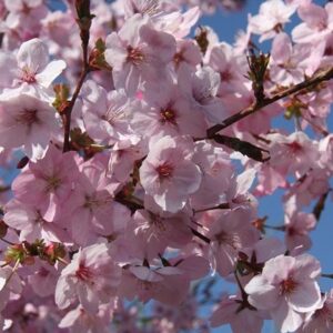 Prunus Jacqueline