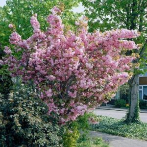 Prunus Kanzan