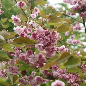 Prunus Kofugen