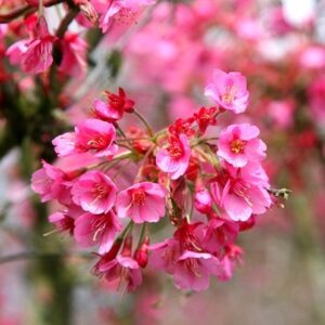 Prunus Kursar
