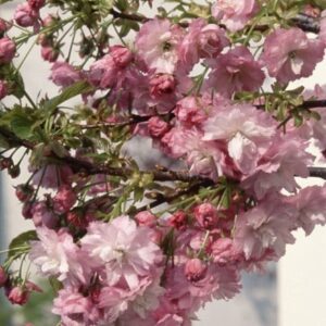 Prunus Little Pink Perfection