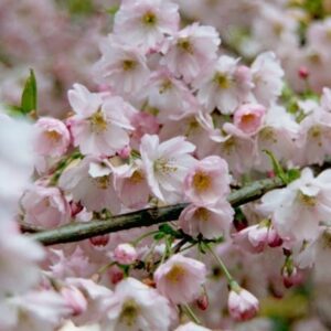 Prunus Pandora