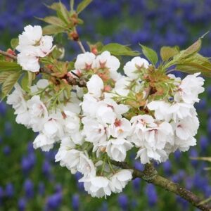 Prunus Shirotae