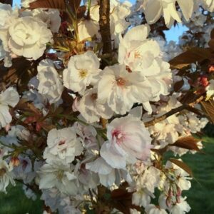 Prunus Shizuka
