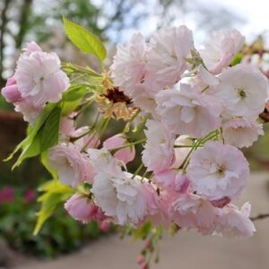Prunus Shōgetsu