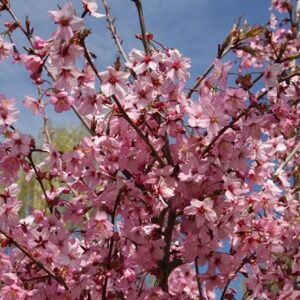 Prunus Shosar