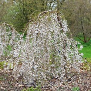 Prunus Snow Showers