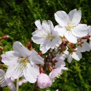 Prunus Spire