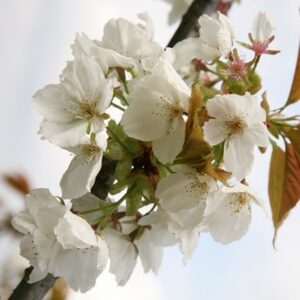 Prunus Tai-haku