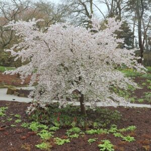 Prunus The Bride