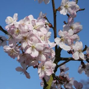 Prunus Tiltstone Hellfire
