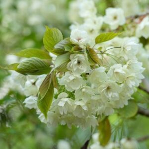 Prunus Ukon