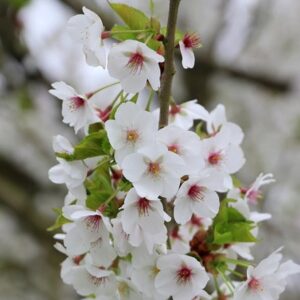 Prunus Umineko