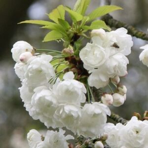 Prunus avium Plena
