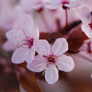 Prunus cerasifera Nigra