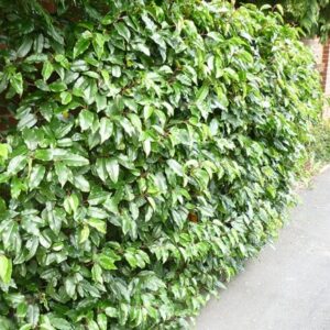 Prunus lusitanica