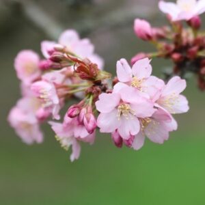 Prunus sargentii