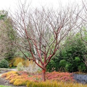 Prunus serrula