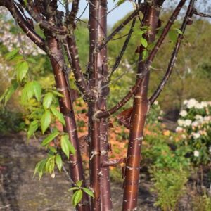 Prunus serrula Branklyn