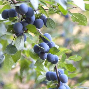 Prunus spinosa