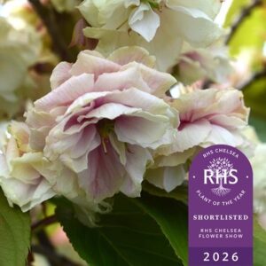 Prunus sumaura fugenzo Japanese lantern