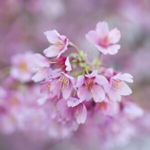 Prunus × incam Okamé