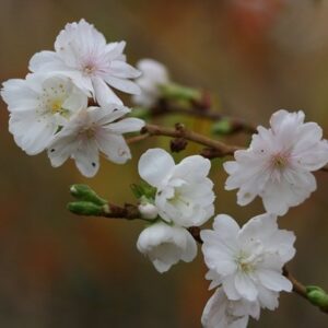 Prunus × subhirtella Autumnalis