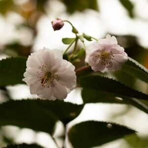 Prunus × subhirtella Autumnalis Rosea