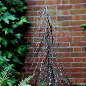 Pseudopanax ferox