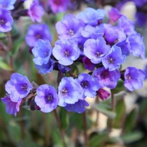 Pulmonaria Blue Ensign