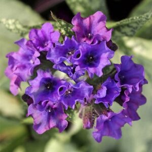 Pulmonaria Diana Clare