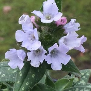 Pulmonaria Opal ('Ocupol')