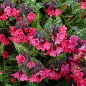 Pulmonaria Shrimps on the Barbie