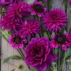 Purple dahlia collection