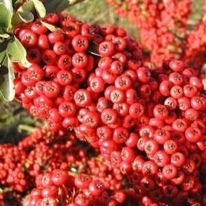 Pyracantha Saphyr Rouge ('Cadrou')