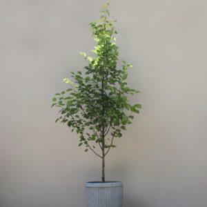 Pyrus calleryana Chanticleer
