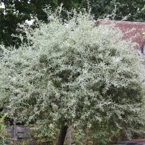 Pyrus salicifolia Pendula