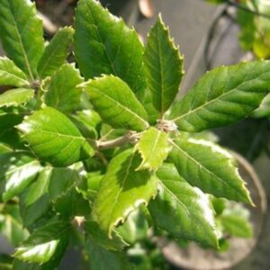 Quercus ilex