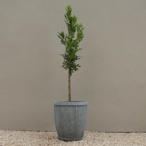 Quercus palustris Green Pillar ('Pringreen')
