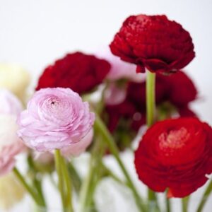 Ranunculus Aviv collection