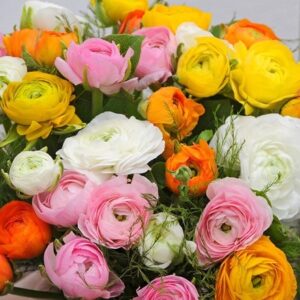 Ranunculus Paeony mixed