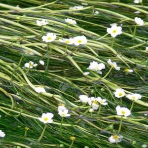 Ranunculus aquatilis
