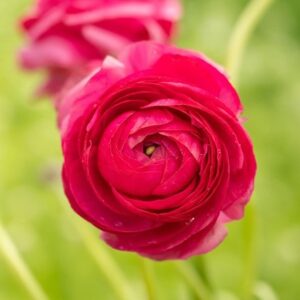 Ranunculus asiaticus Aviv Red (Aviv Series)