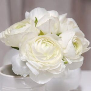 Ranunculus asiaticus Aviv White (Aviv Series)