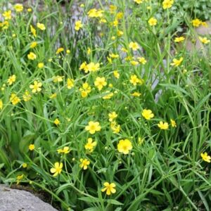 Ranunculus flammula