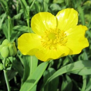 Ranunculus lingua Grandiflorus
