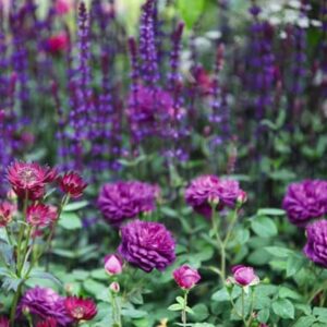 Ready-made border Add some oomph